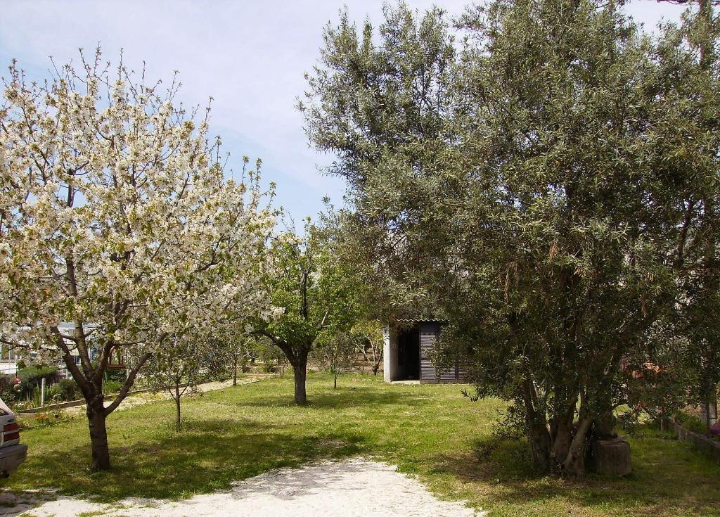 Irena Trogir